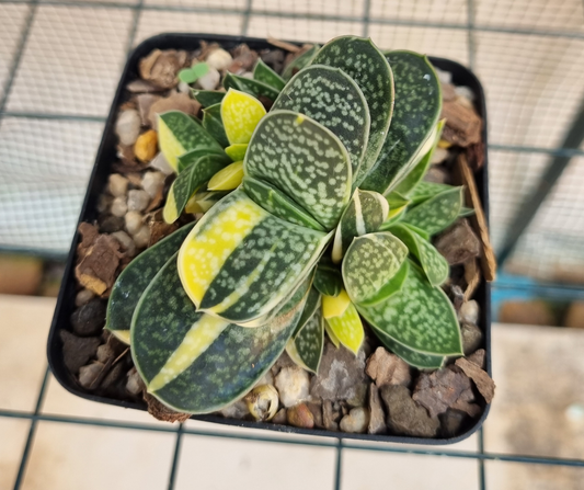 Gasteria Minima Variegated -M