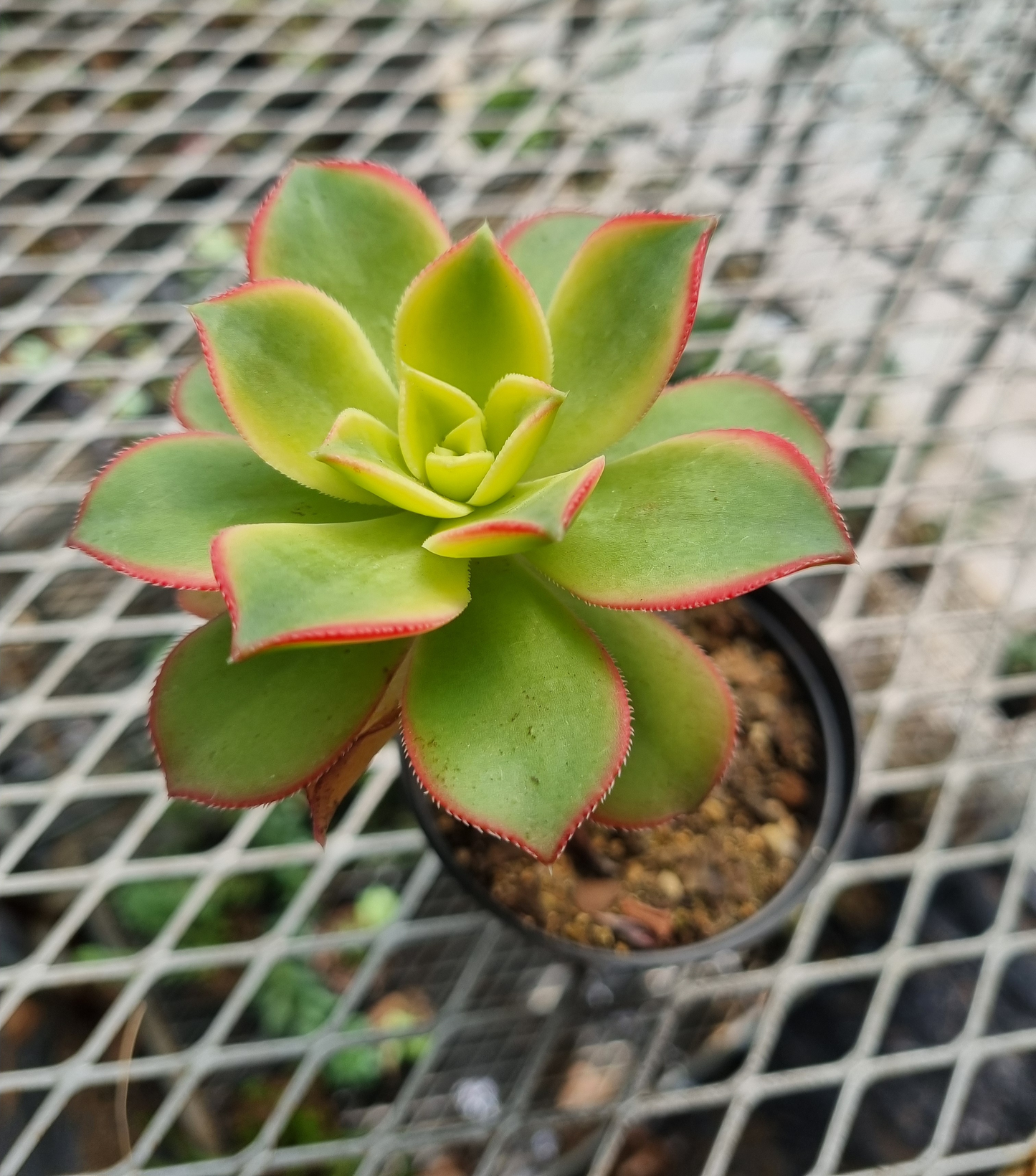 Aeonium Kiwi