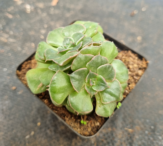 Graptopetalum Tacitus Bellus