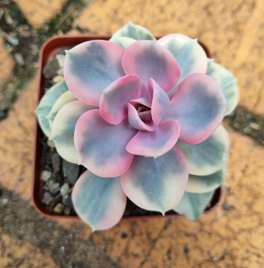 Echeveria Rainbow (Perle v. Nurnberg Variegated)