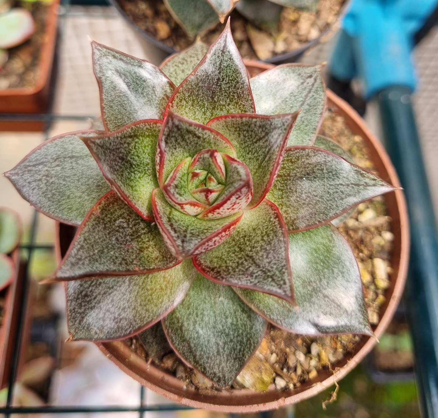 Echeveria Purpusorum Rose of Urbina
