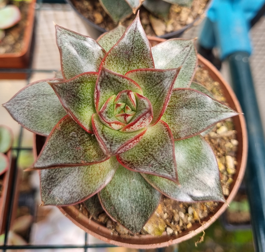 Echeveria Purpusorum Rose of Urbina