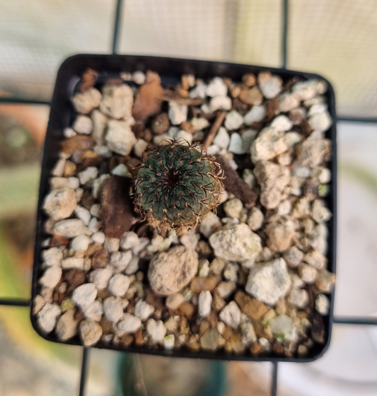 Frailea Asteroides