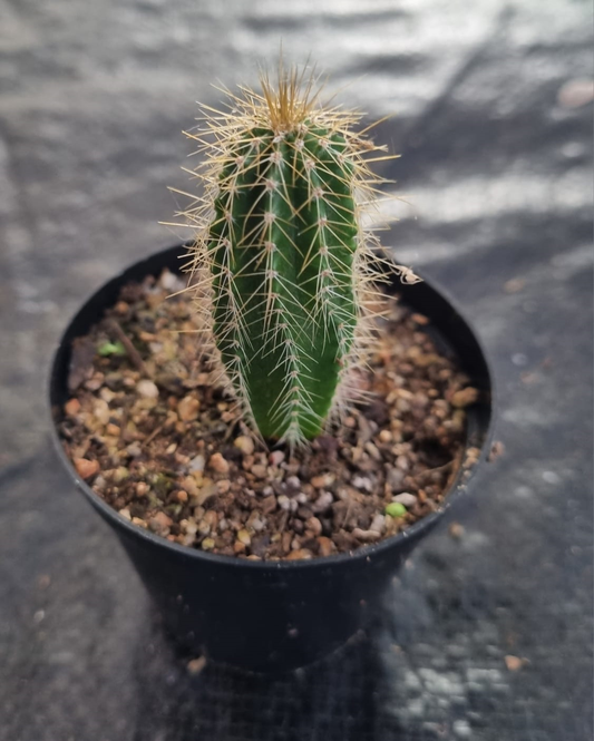 Neobuxbaumia Polylopha