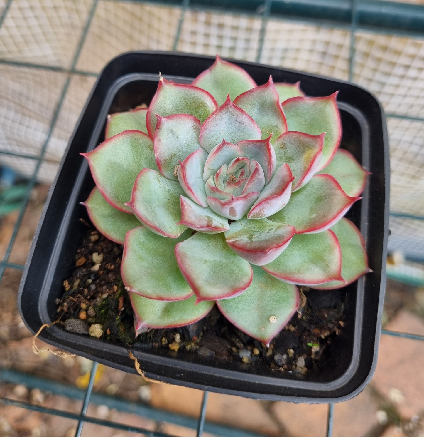 Echeveria Pulidonis