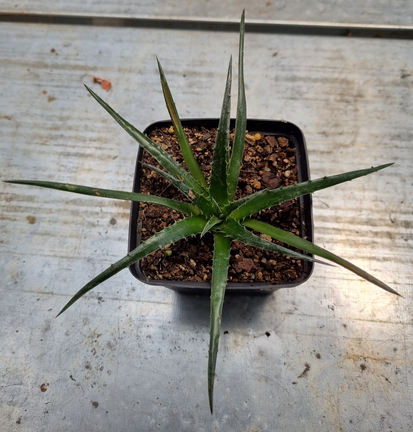 Dyckia Hybrid