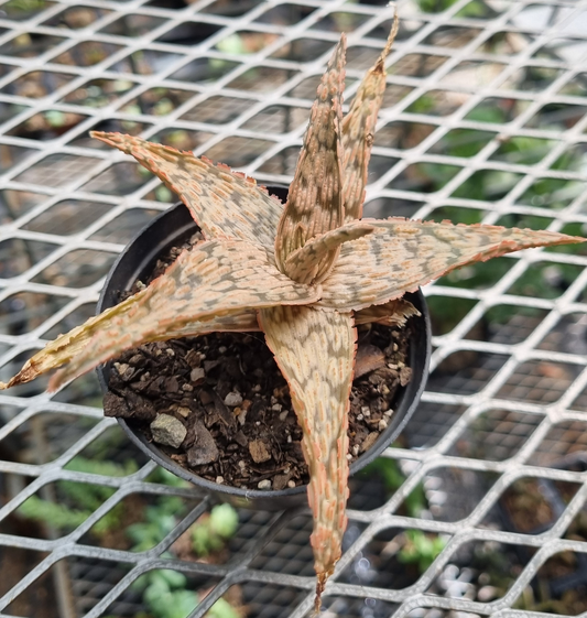 Aloe Pink Blush