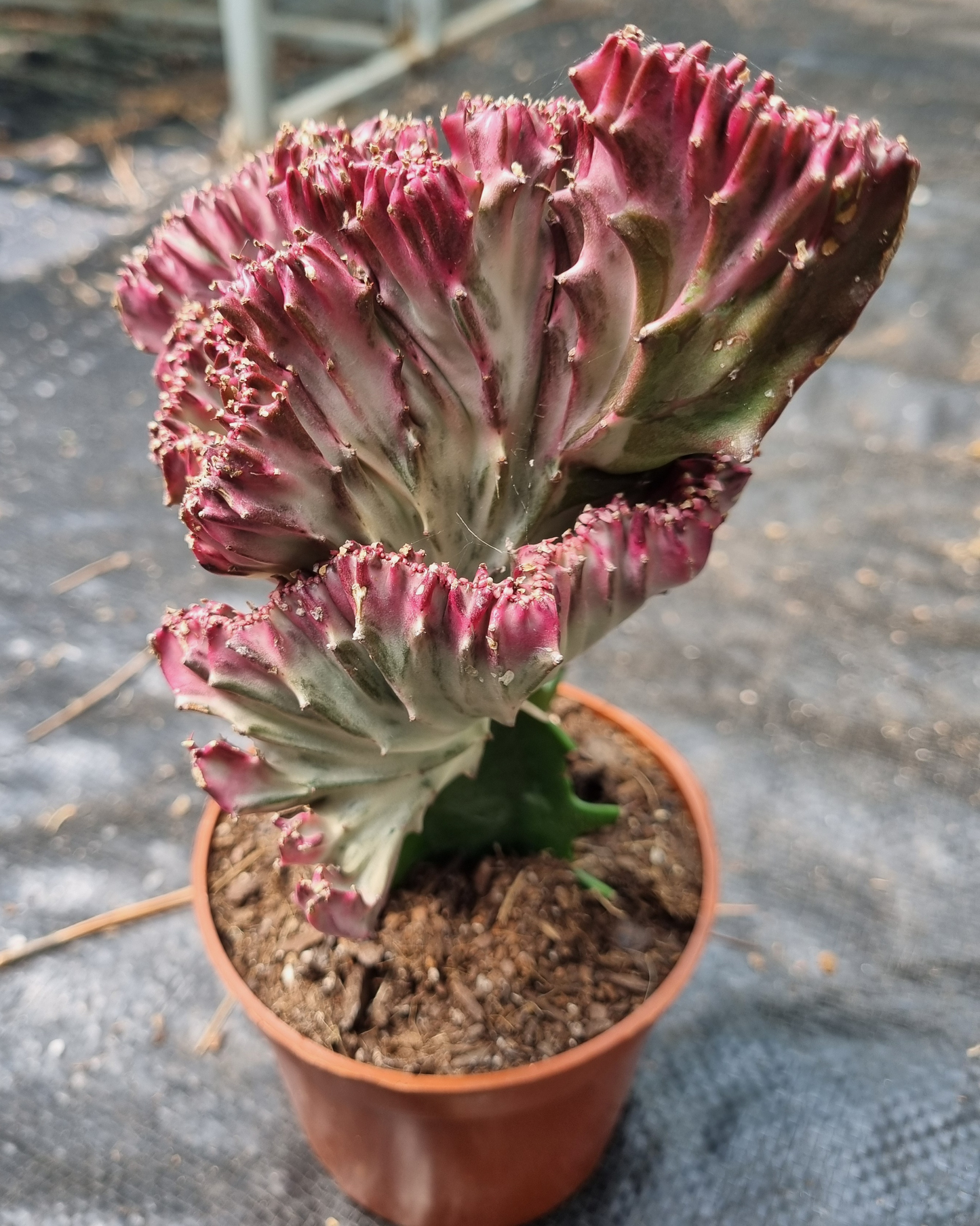 Euphorbia Lactea Grafted Crest (Coral Cactus)
