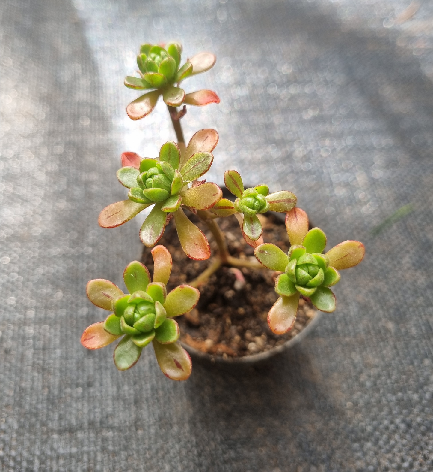 Aeonium Sedefolium
