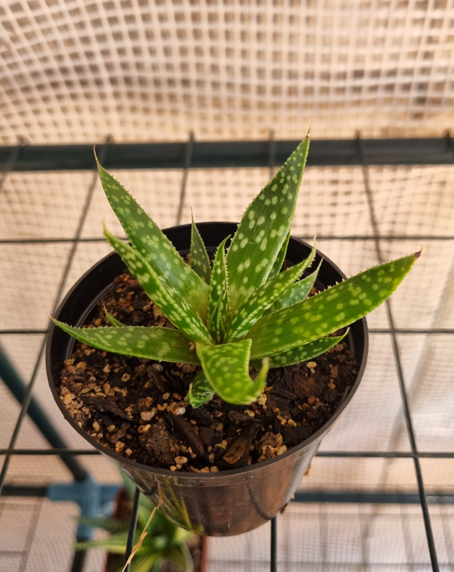 Gasteria Zimflora