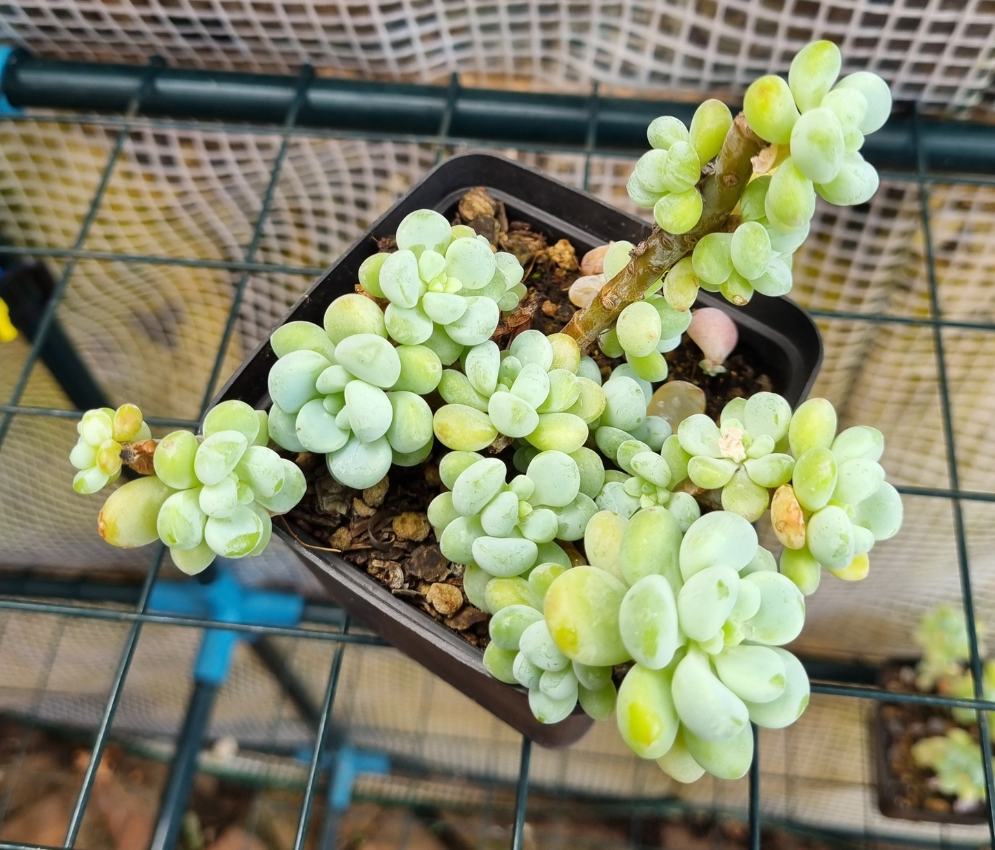Echeveria Amoena Clump
