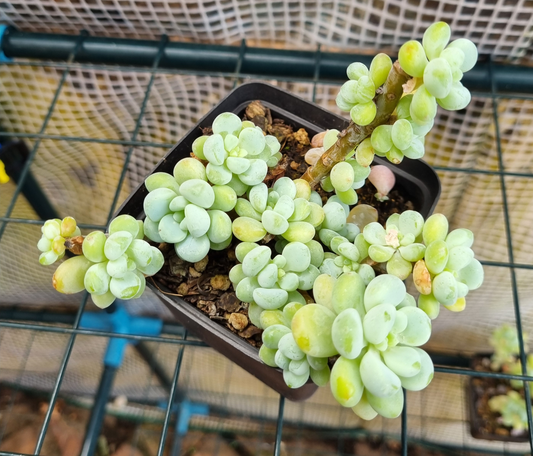 Echeveria Amoena Clump