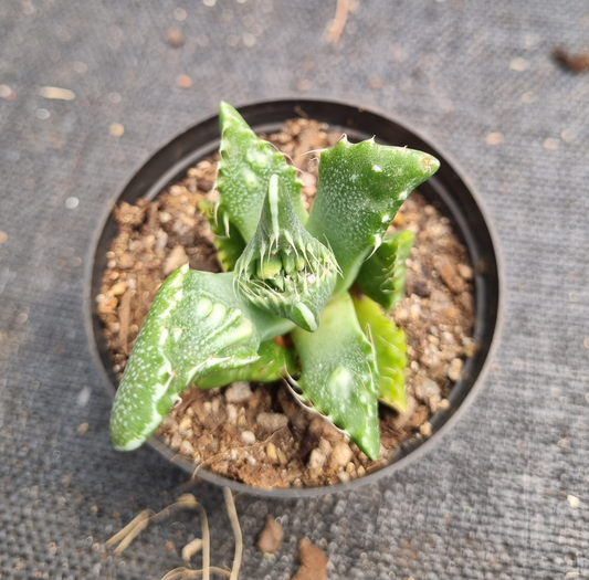 Faucaria Tigrina Tiger Jaws