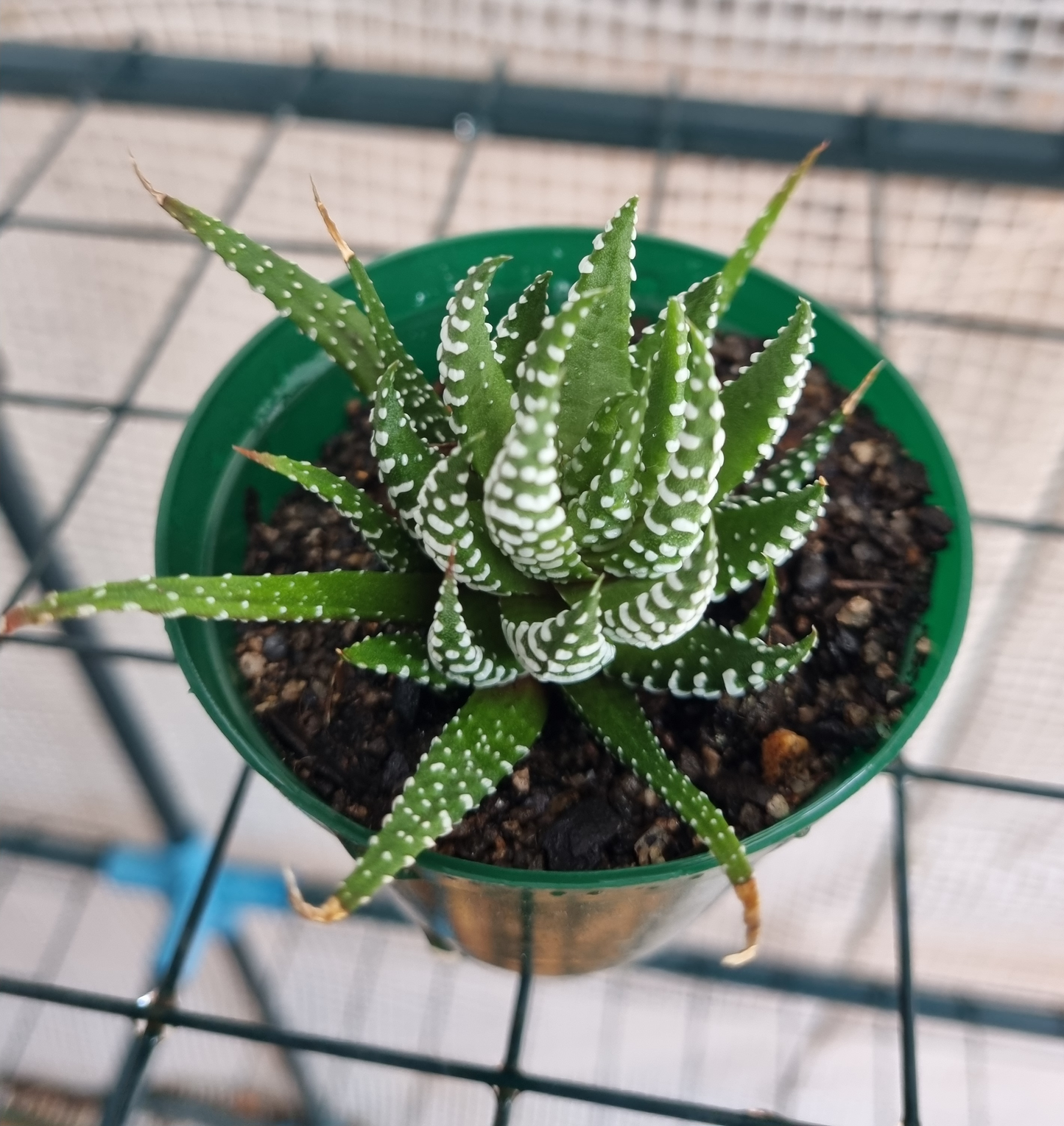 Haworthia Faciata