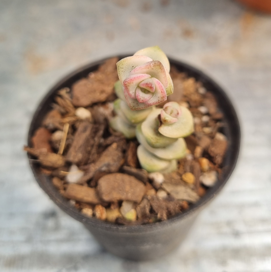 Crassula Rupestris Marnieriana Pastel - Sml