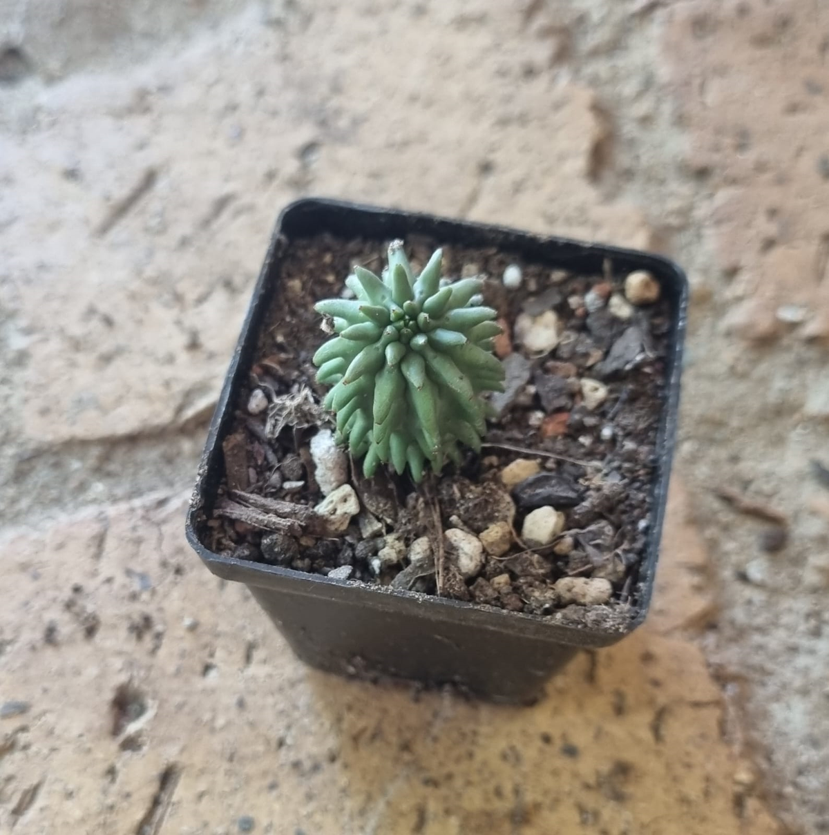Euphorbia Suzanne -S