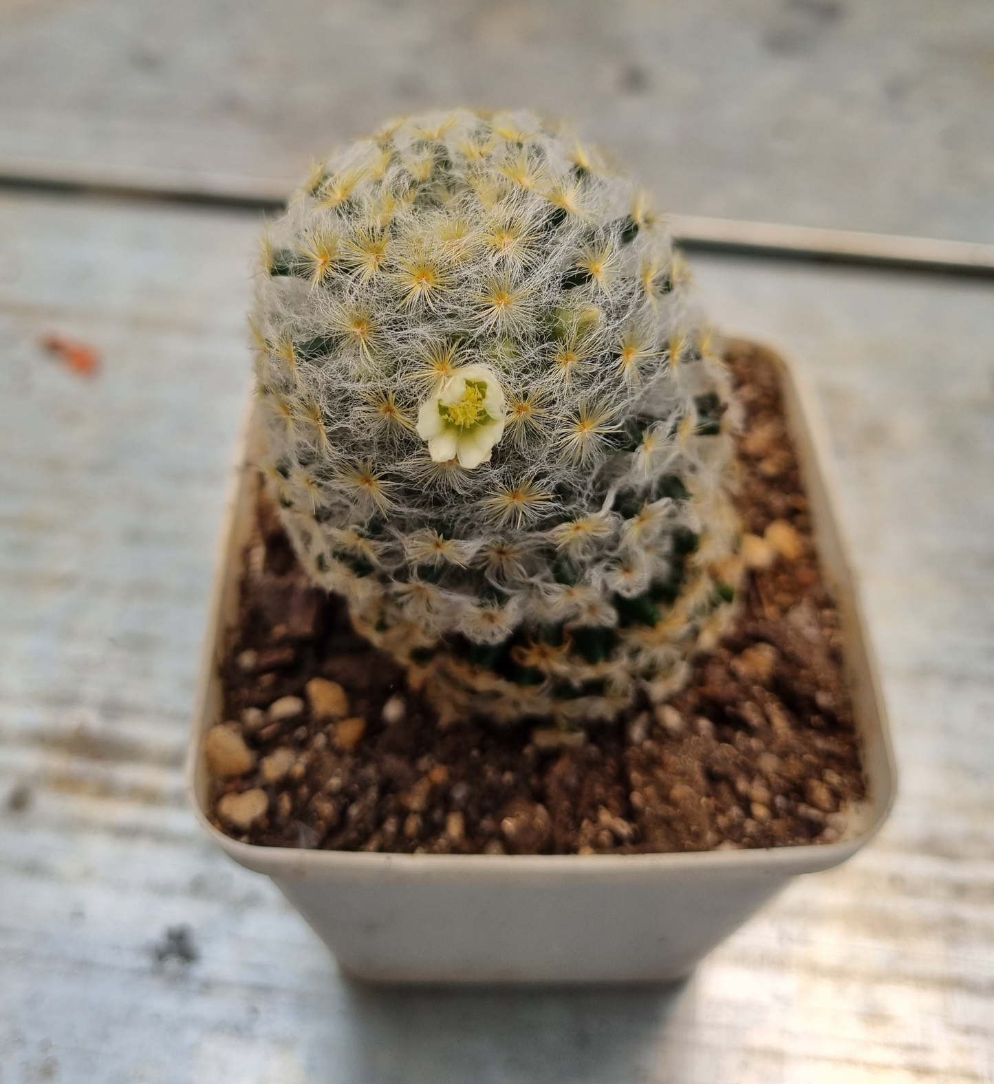 Mammillaria Schiedeana