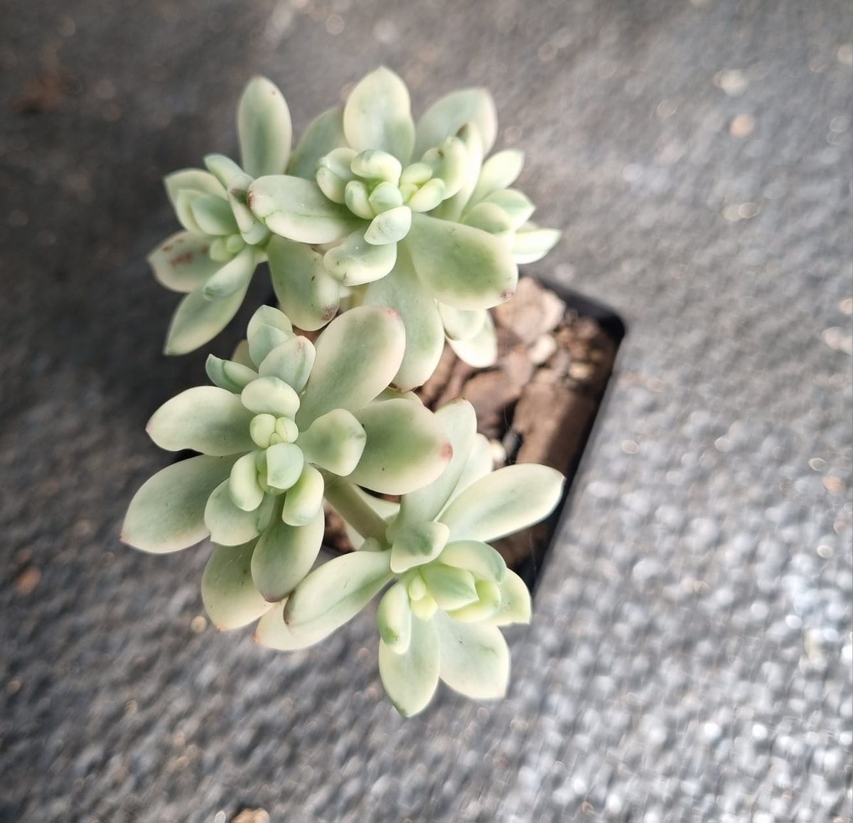 Echeveria Macdougalii Satang -Variegated