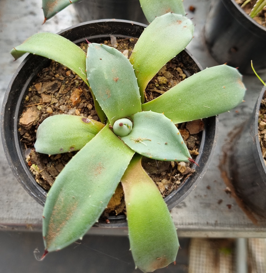 Agave (NOID) Sml