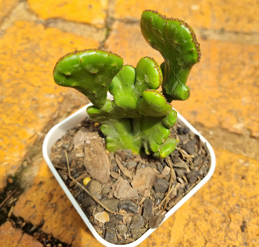 Euphorbia Allaudii Crest