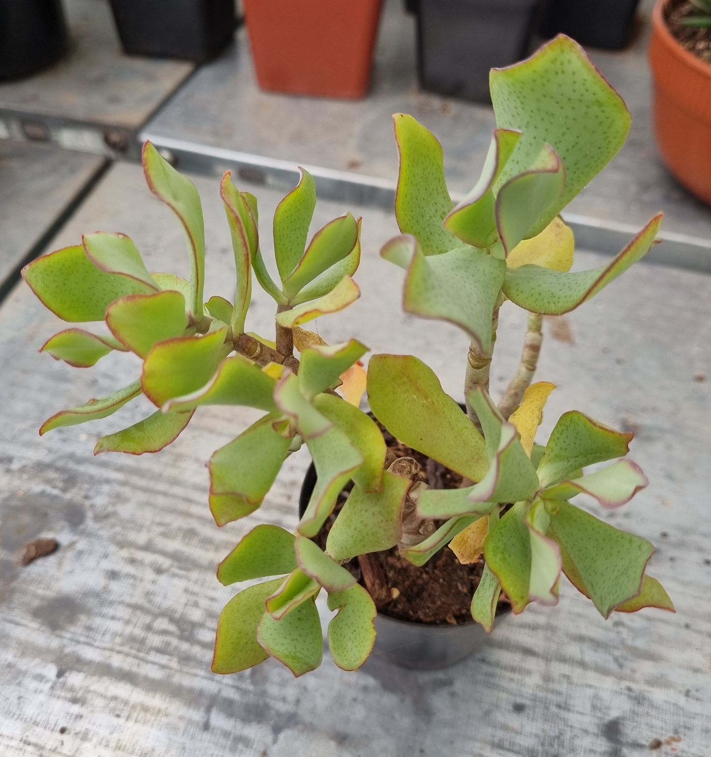 Crassula Arborescens Ripple Jade