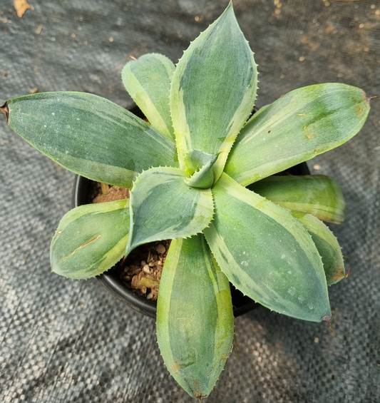 Agave Isthmensis Rum Runner