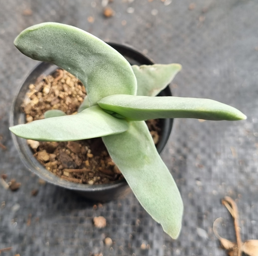 Crassula Falcata Propellar Plant Sml