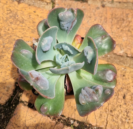 Echeveria Hearts Delight
