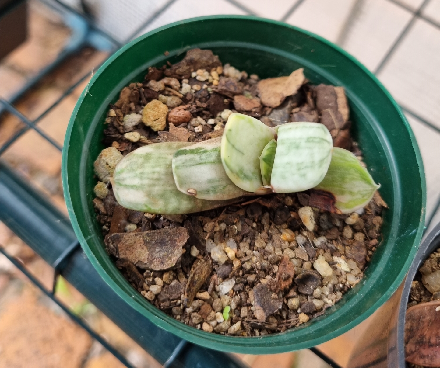Gasteria Sakura Fuji -Sml